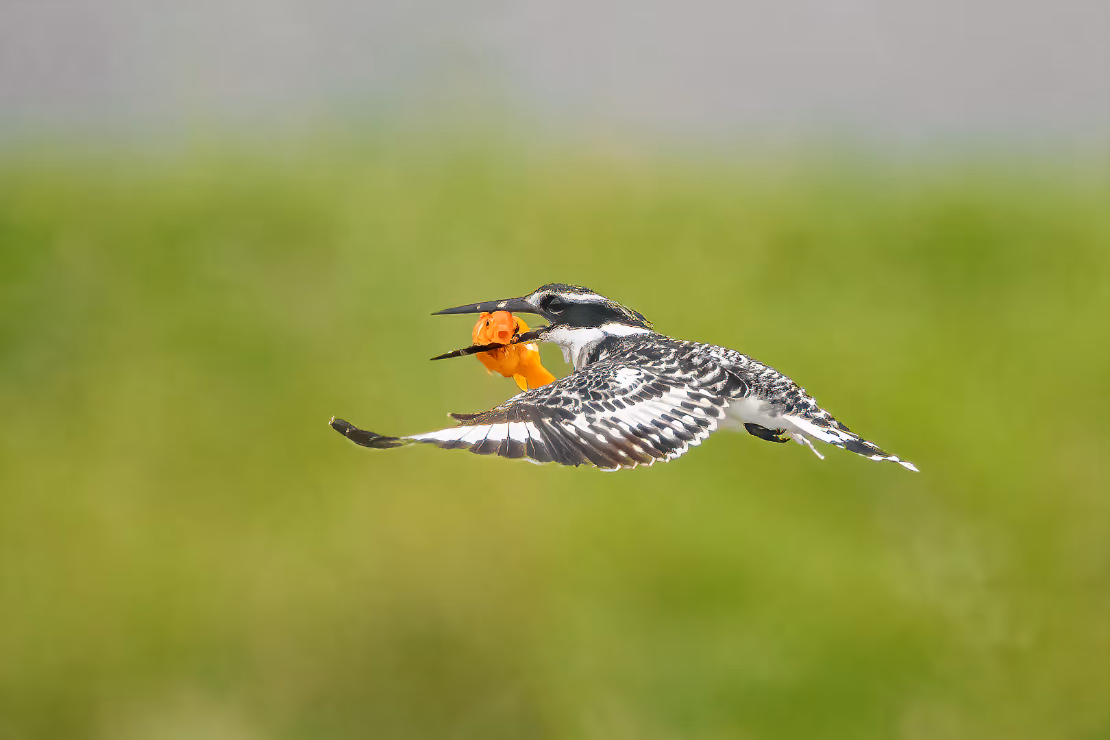 פרפור עקוד בתעופה עם דג זהב 