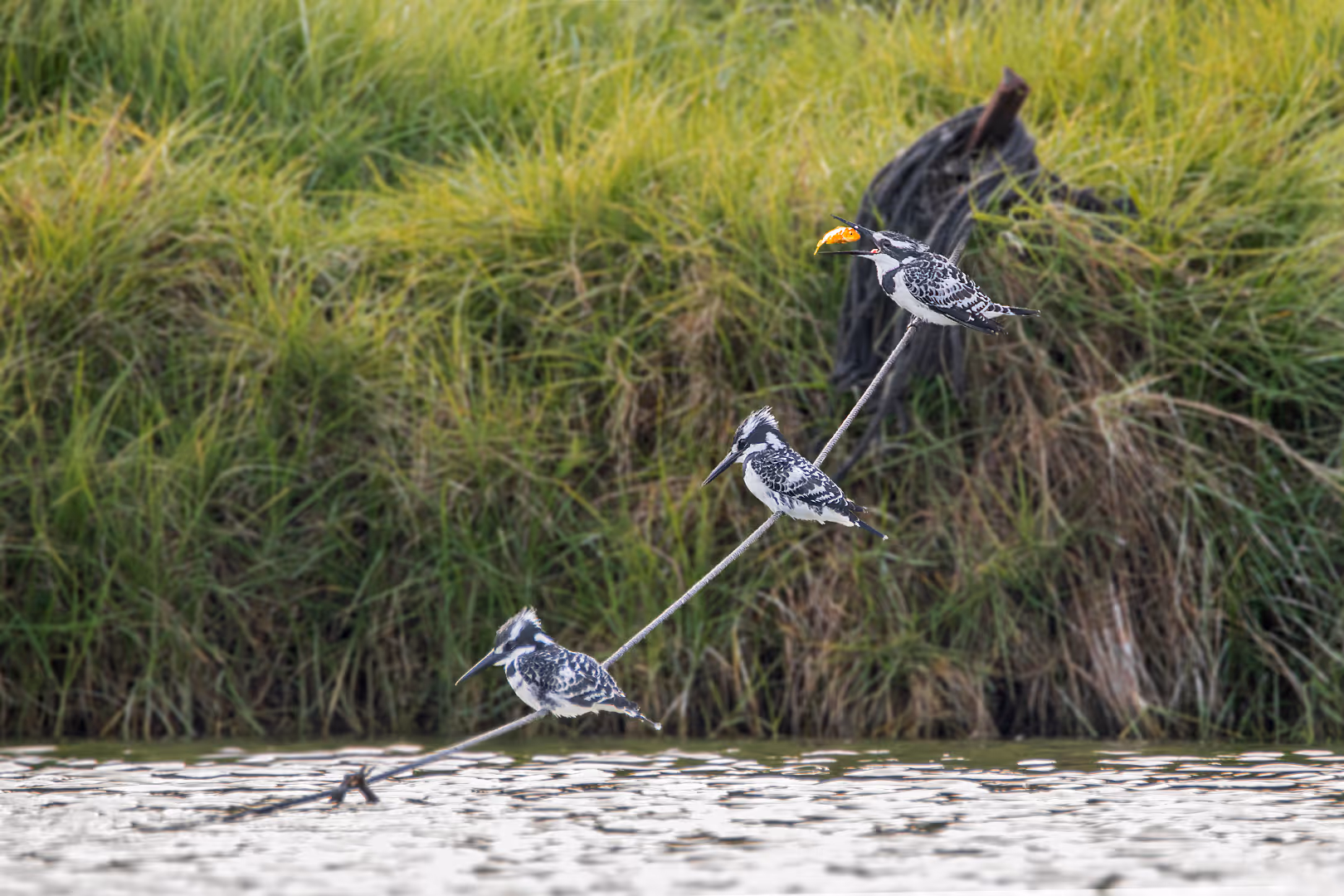 שלושה פרפורים עקודים ודג זהב אחד