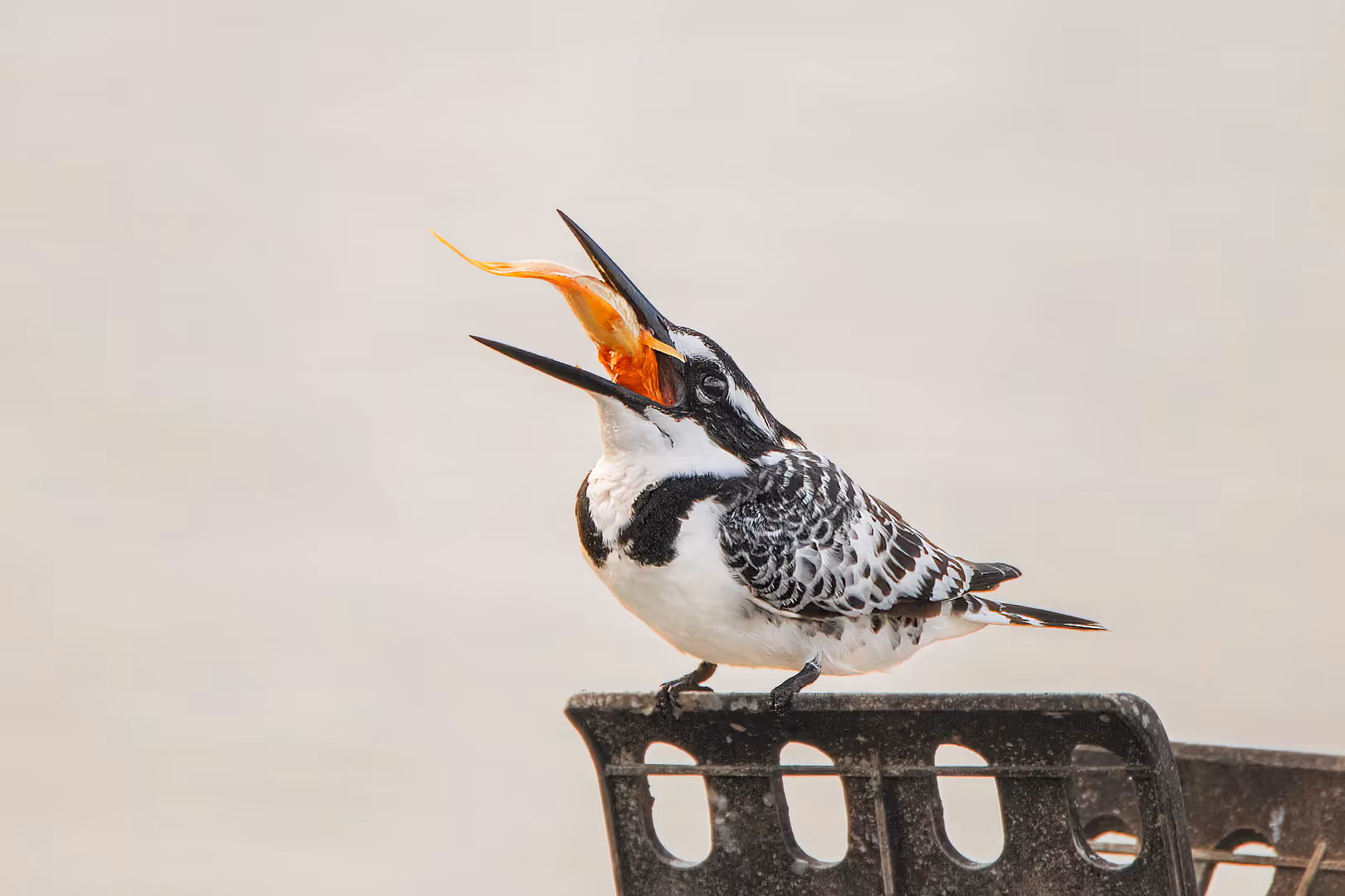 פרפור עקוד בולע דג זהב