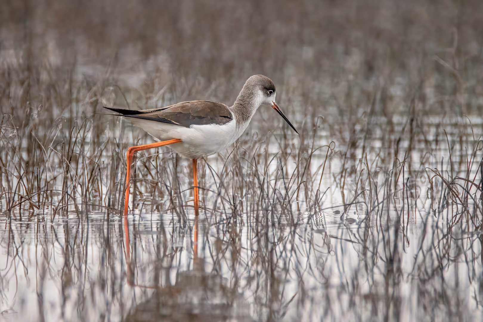 תמירון מצוי הולך במים