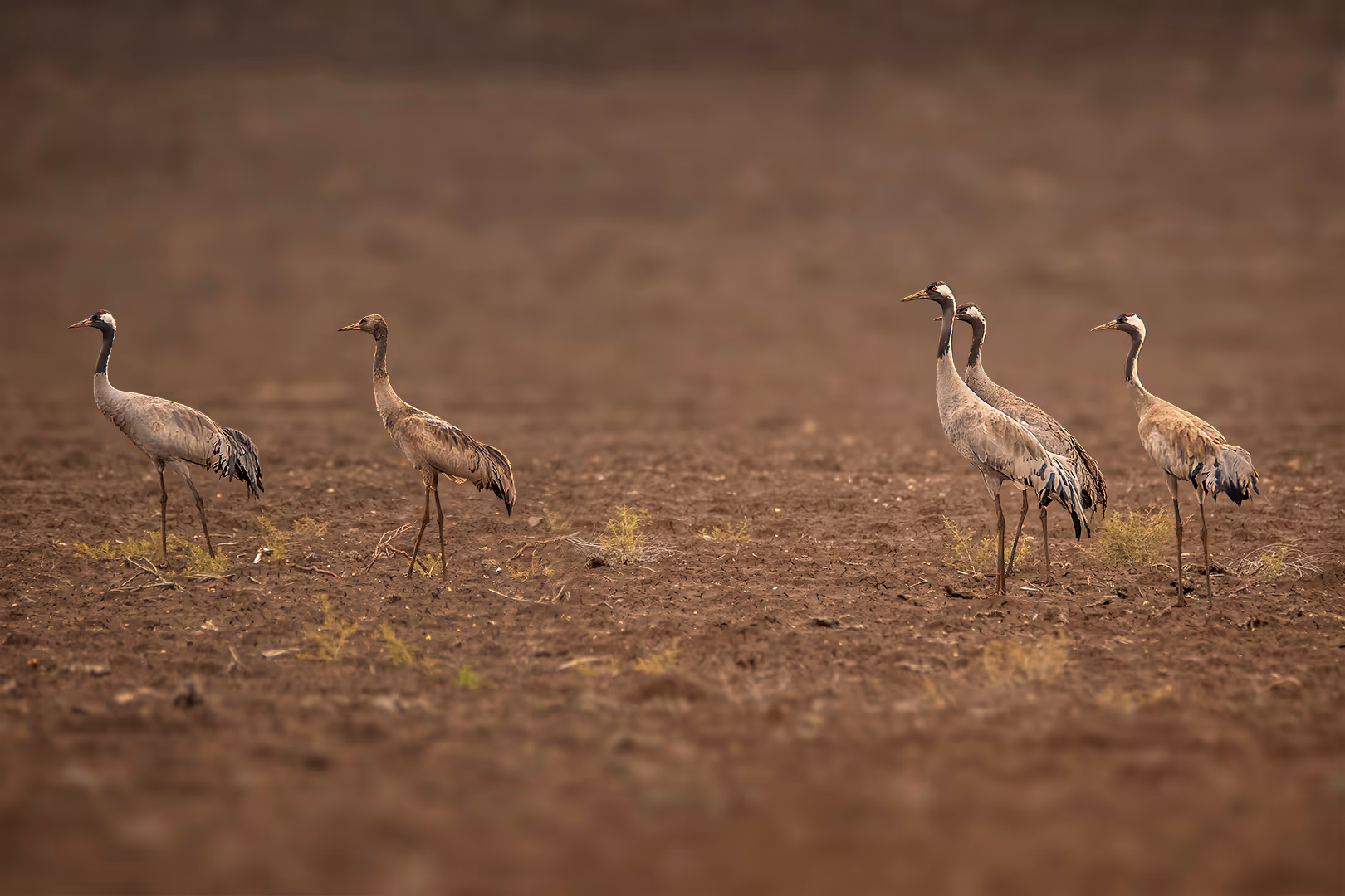 עגורים אפורים בשדה