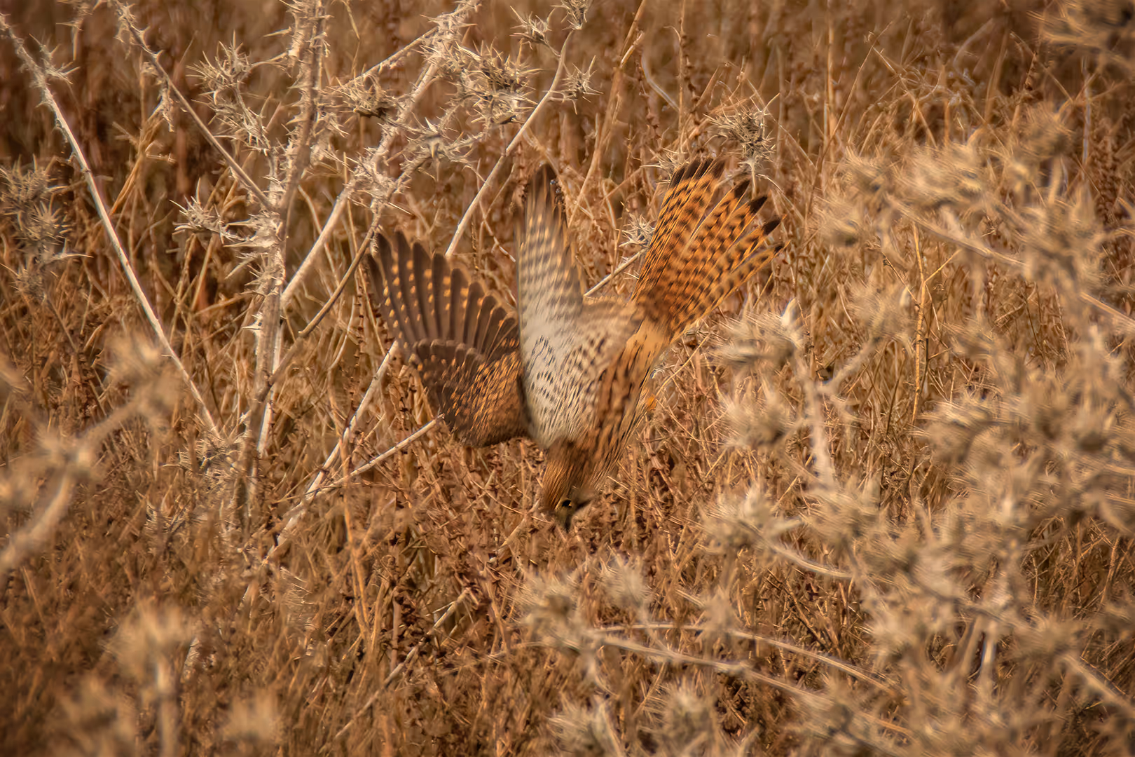 בז מצוי בצלילה לטרף