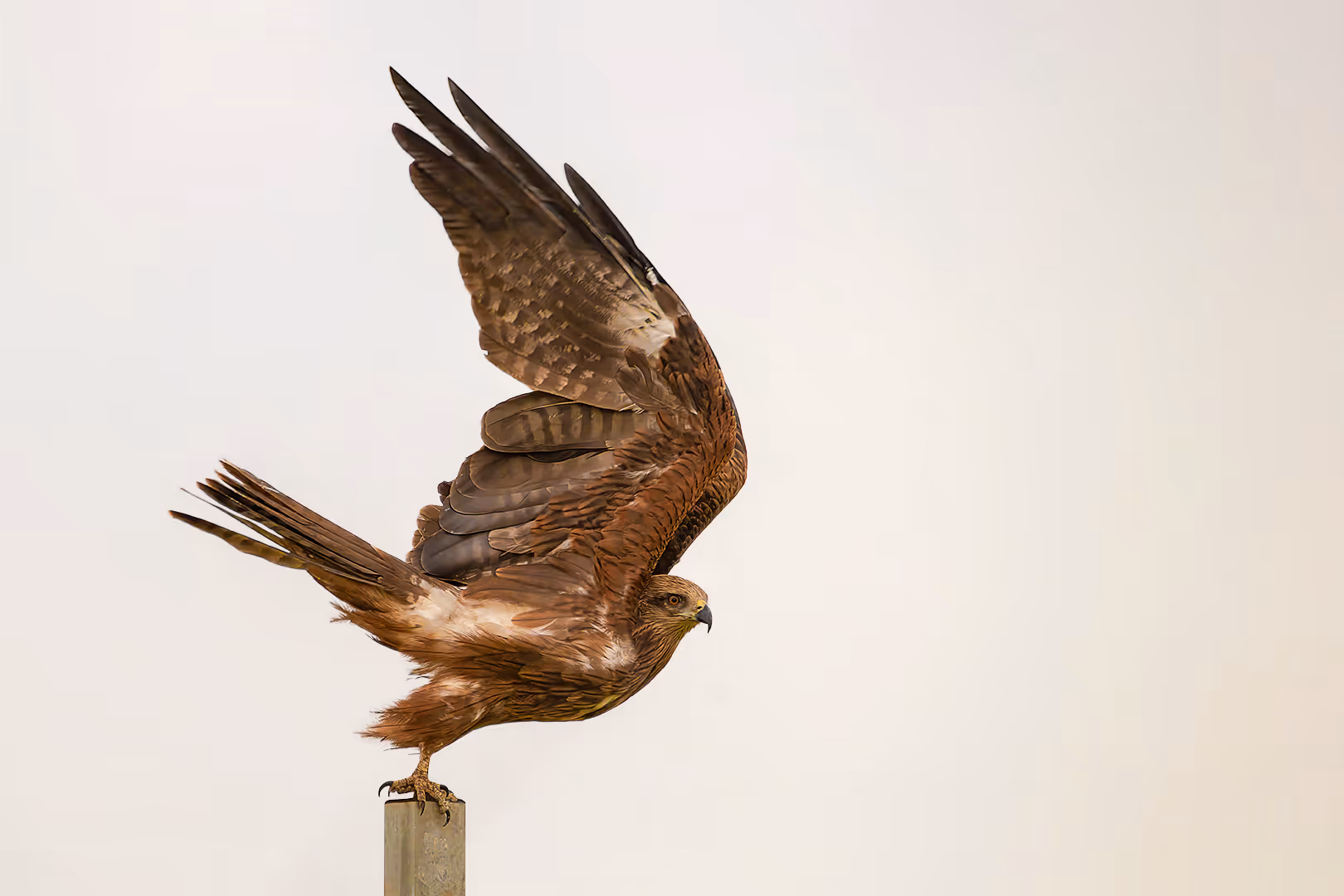 דיה שחורה ממריאה מעמוד