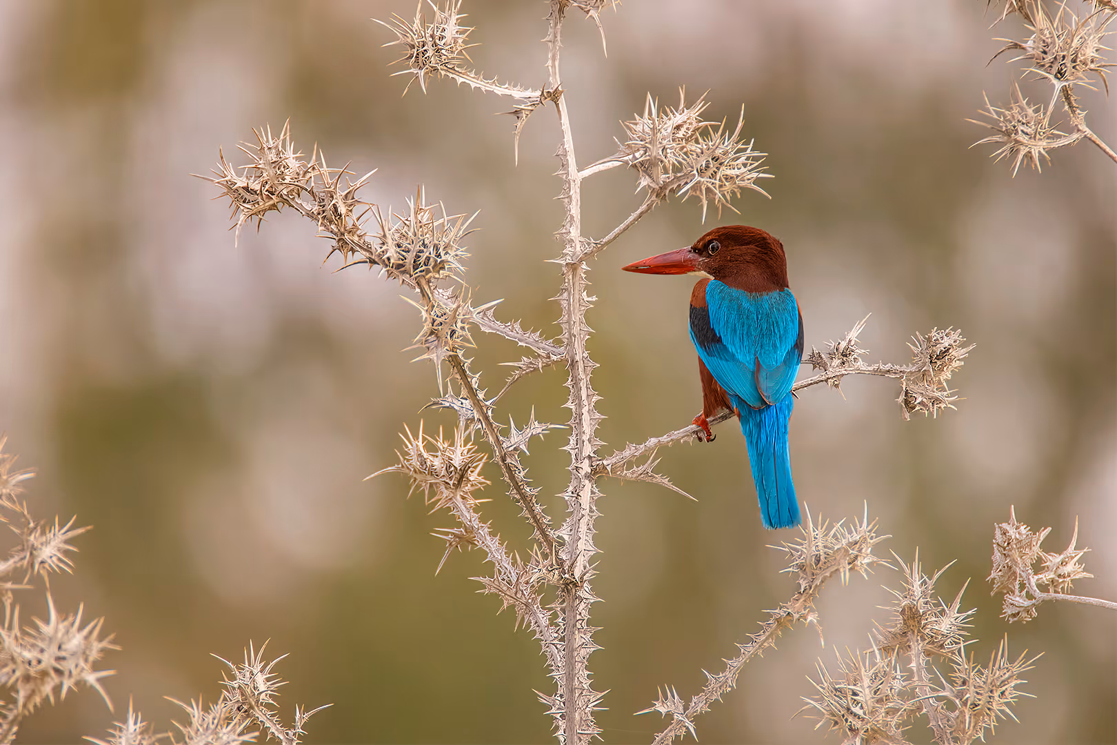 שלדג לבן חזה על קוץ