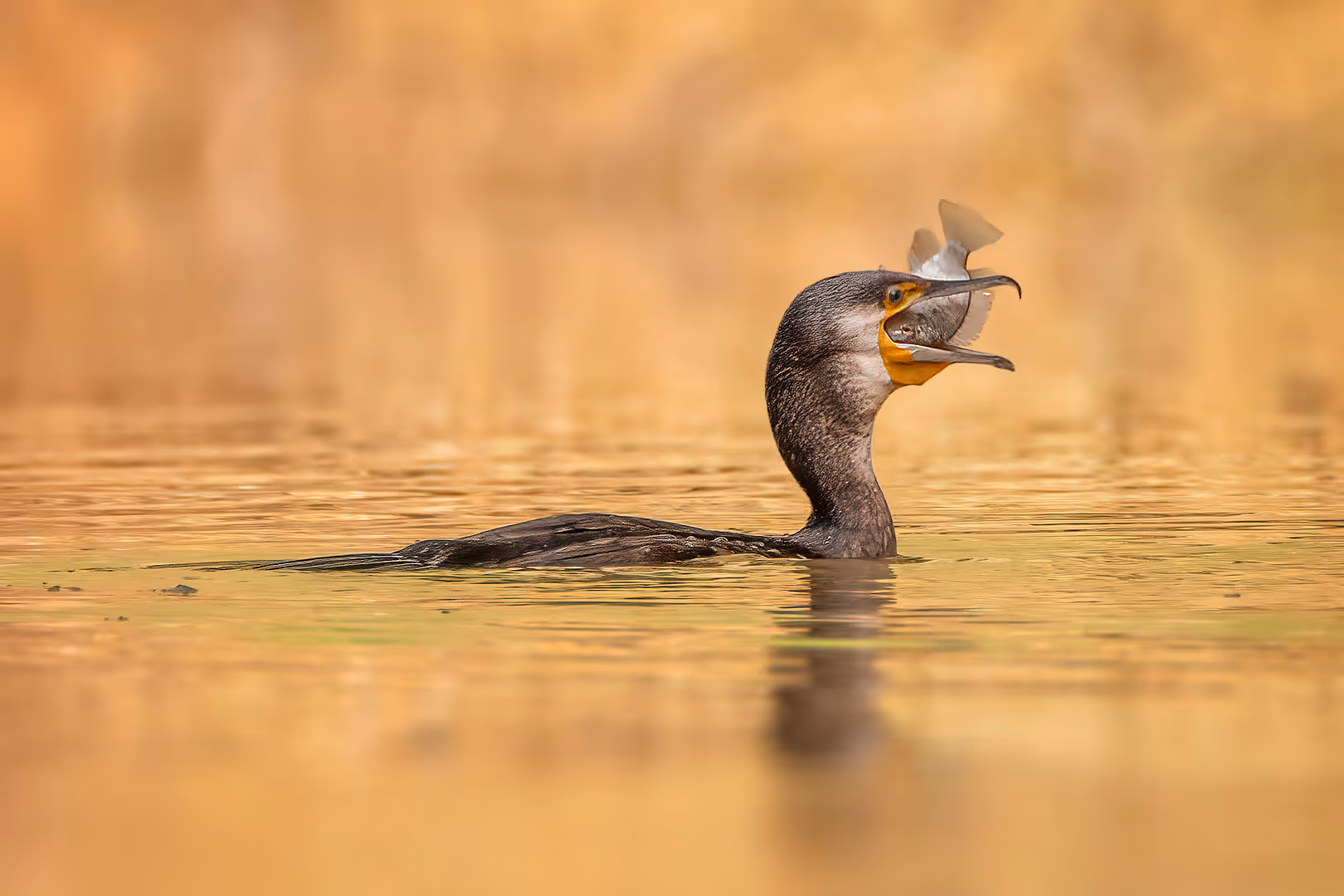 קורמורן גדול עם דג