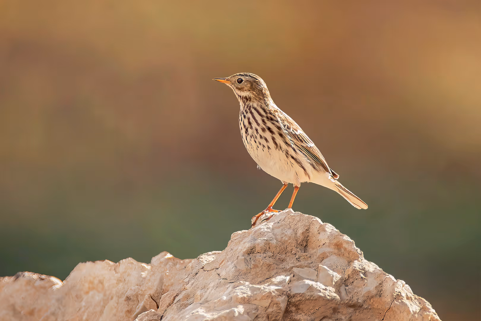 פפיון שדות על סלע
