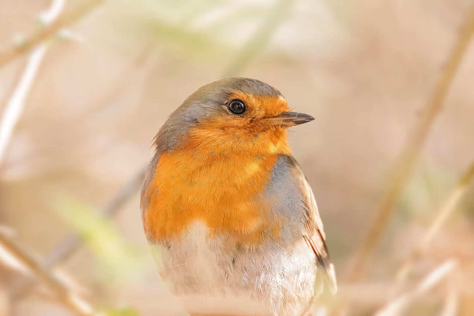 אדום חזה בתקריב