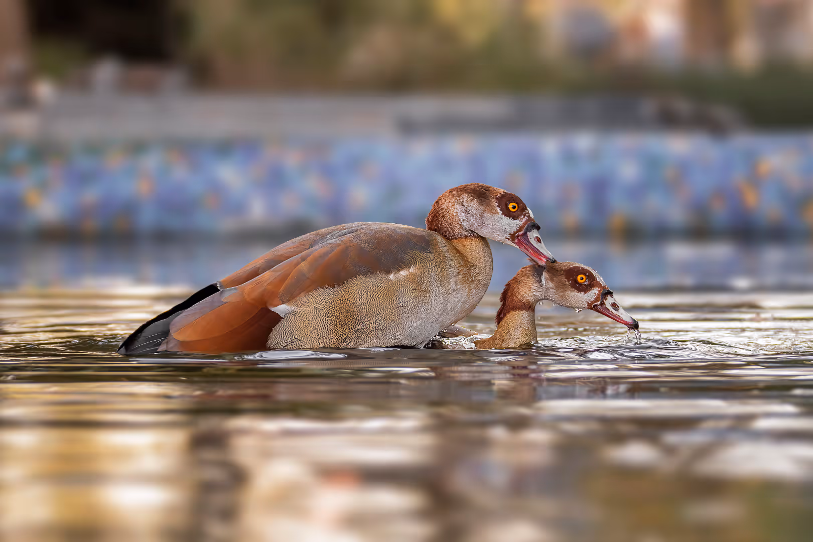 יאוריות מצריות בהזדווגות