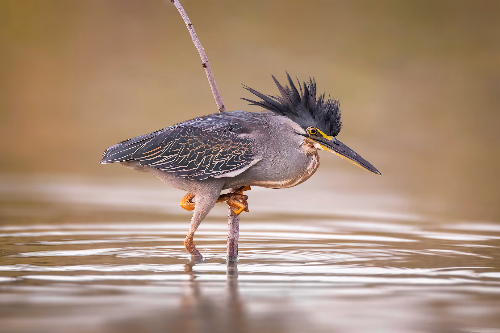 אנפת לילה על מקל במים