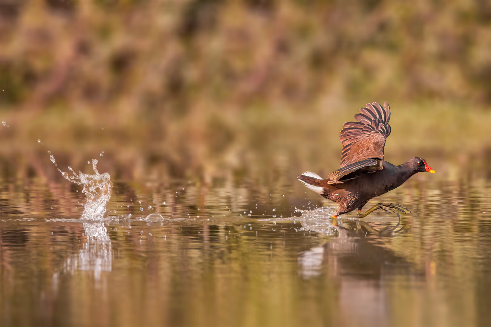 סופית מצויה רצה על המים