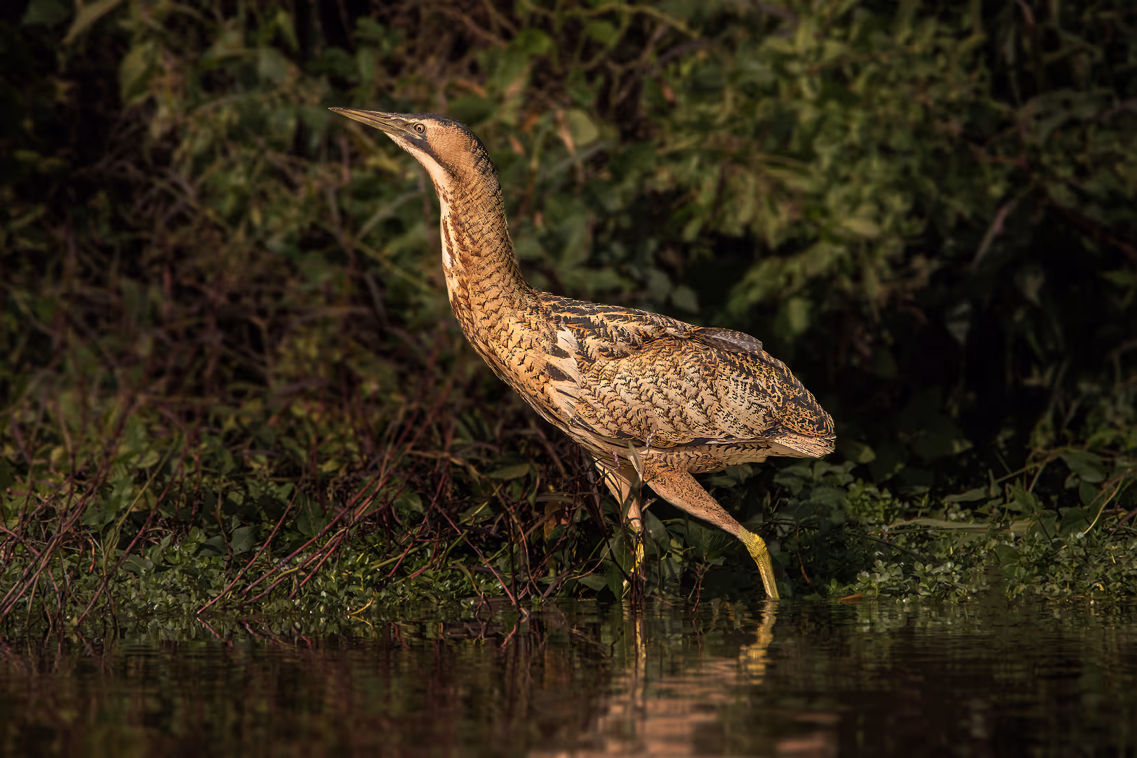 אנפה מסורטטת גדולה הולכת במים