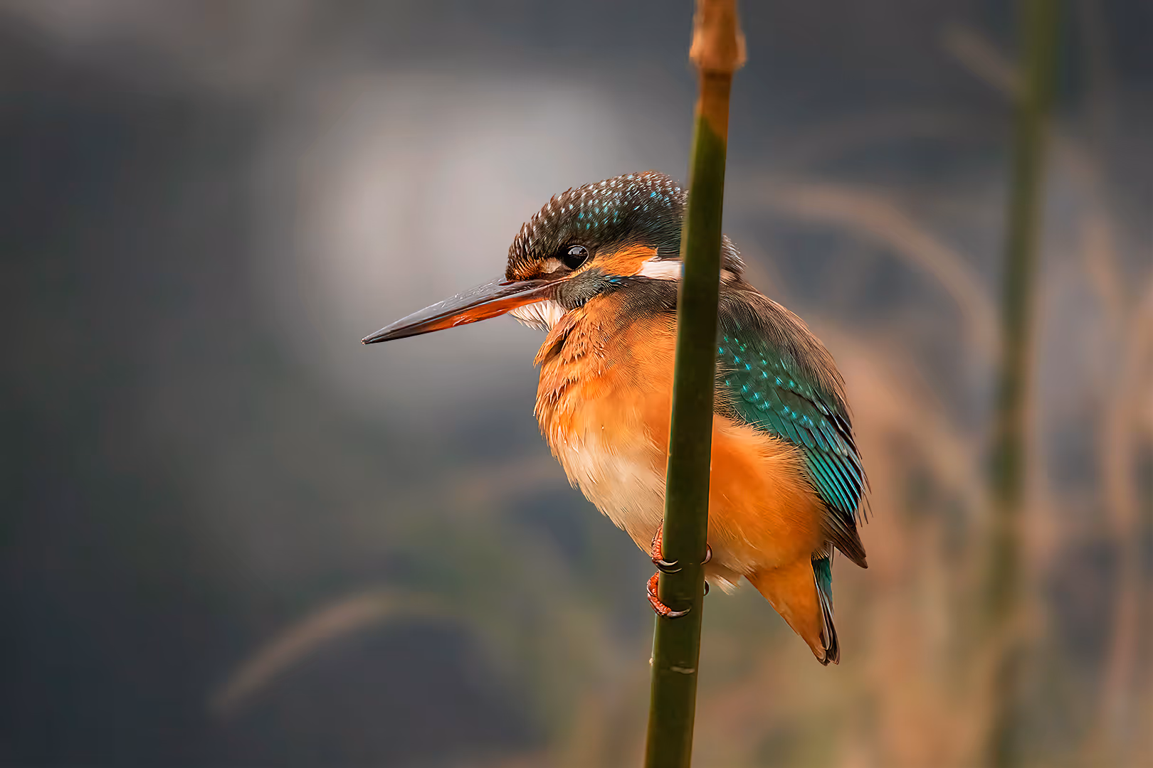 שלדג גמדי על קנה