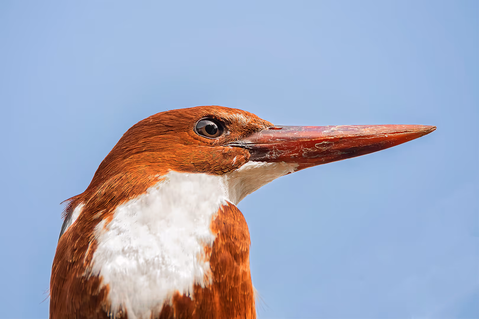 שלדג לבן חזה בתקריב
