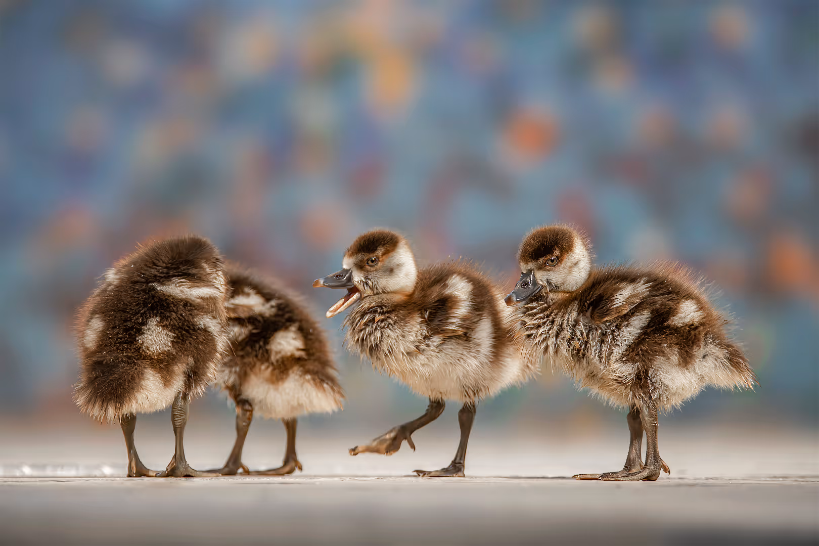 יאוריות מצריות צעירות 