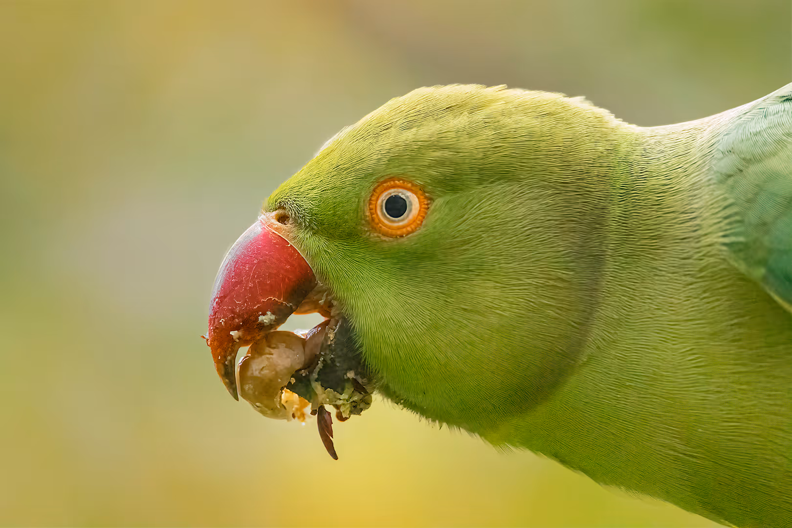 דררה אוכלת פרי בתקריב