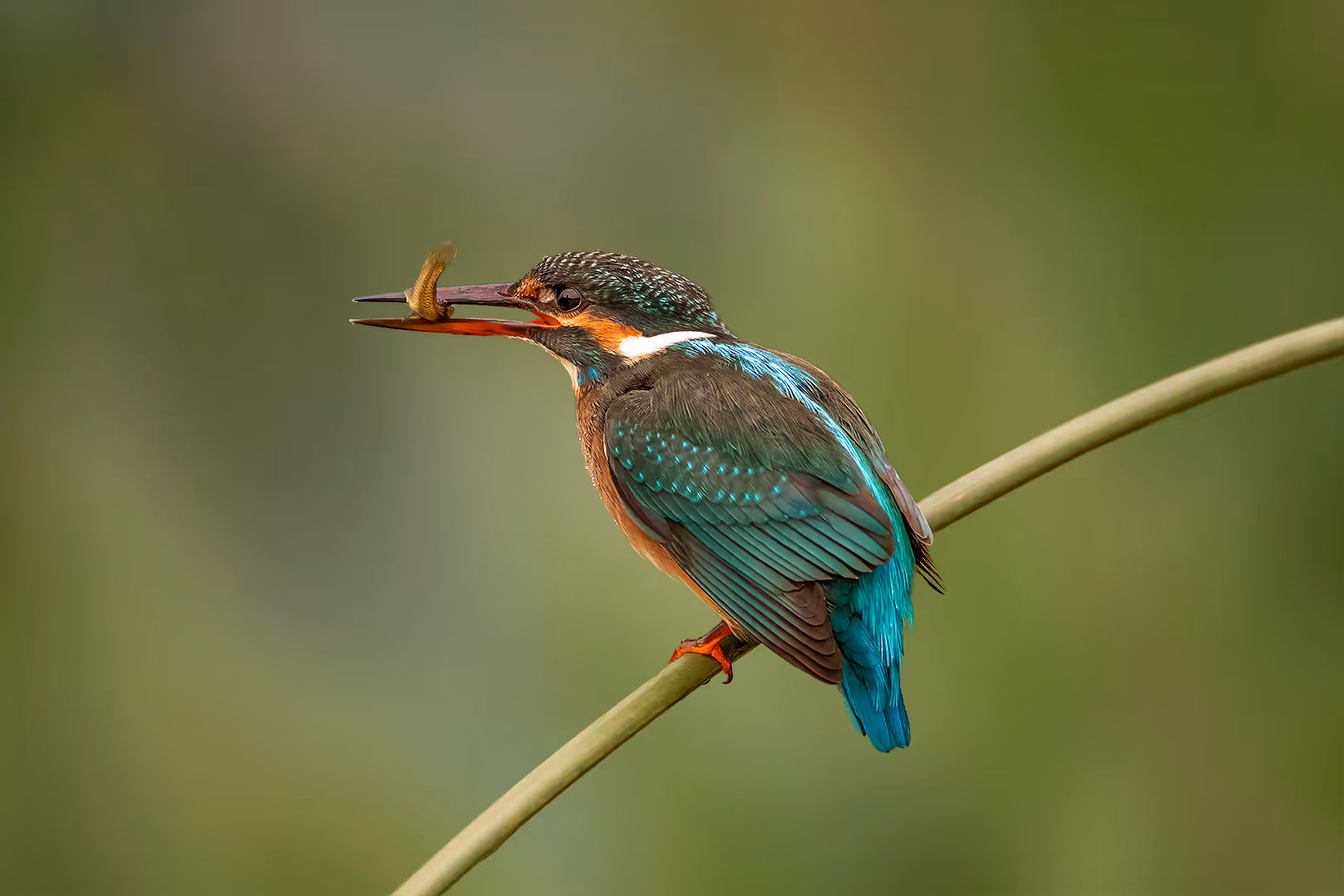שלדג גמדי על קנה עם דגיגון