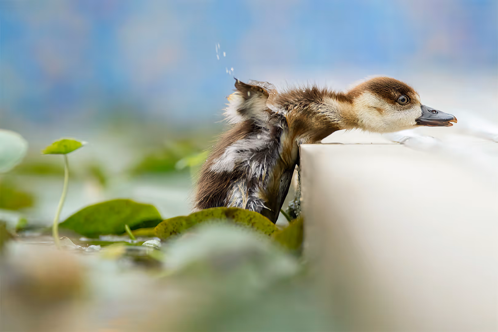 יאורית מצרית צעירה מנסה להחלץ מהבריכה