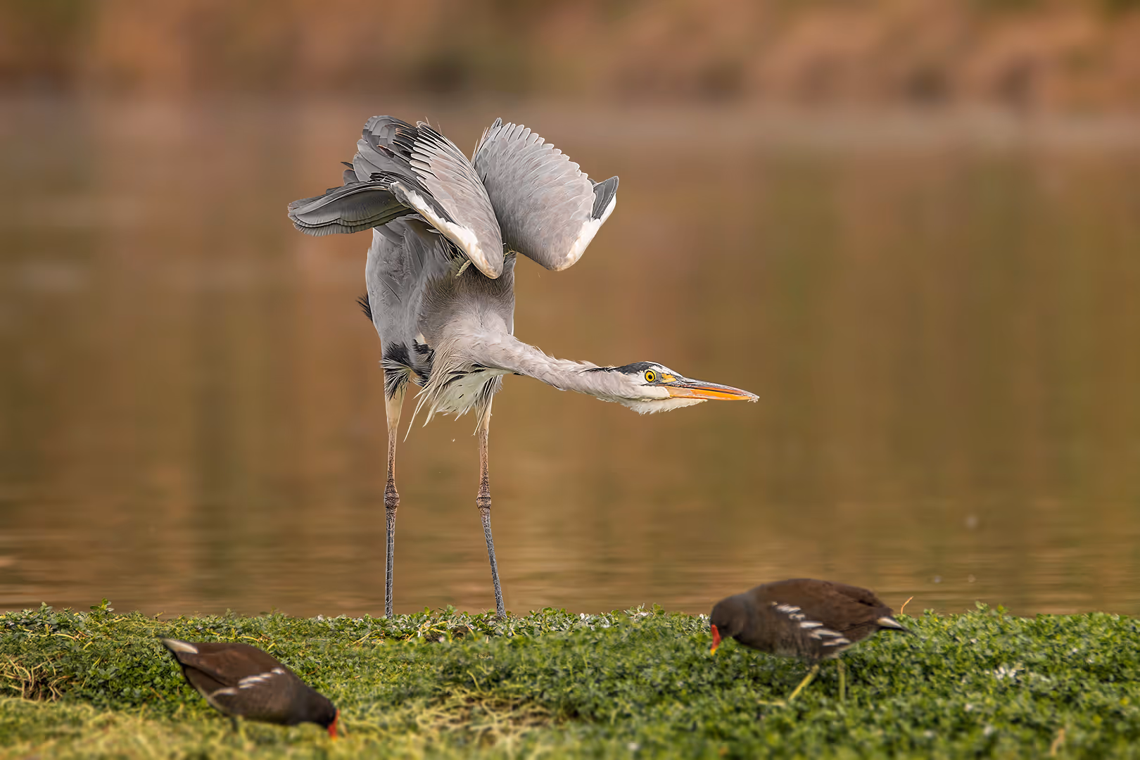 אנפה אפורה משוויצה לסופיות מצויות
