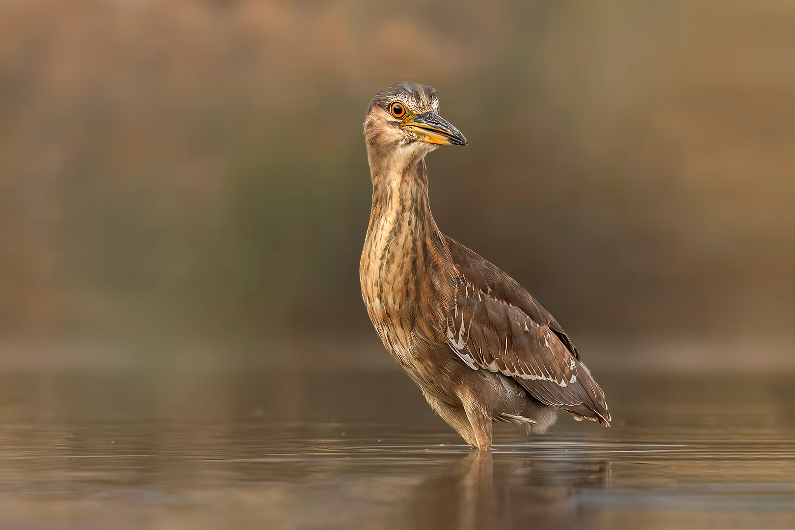 אנפת לילה צעירה במים