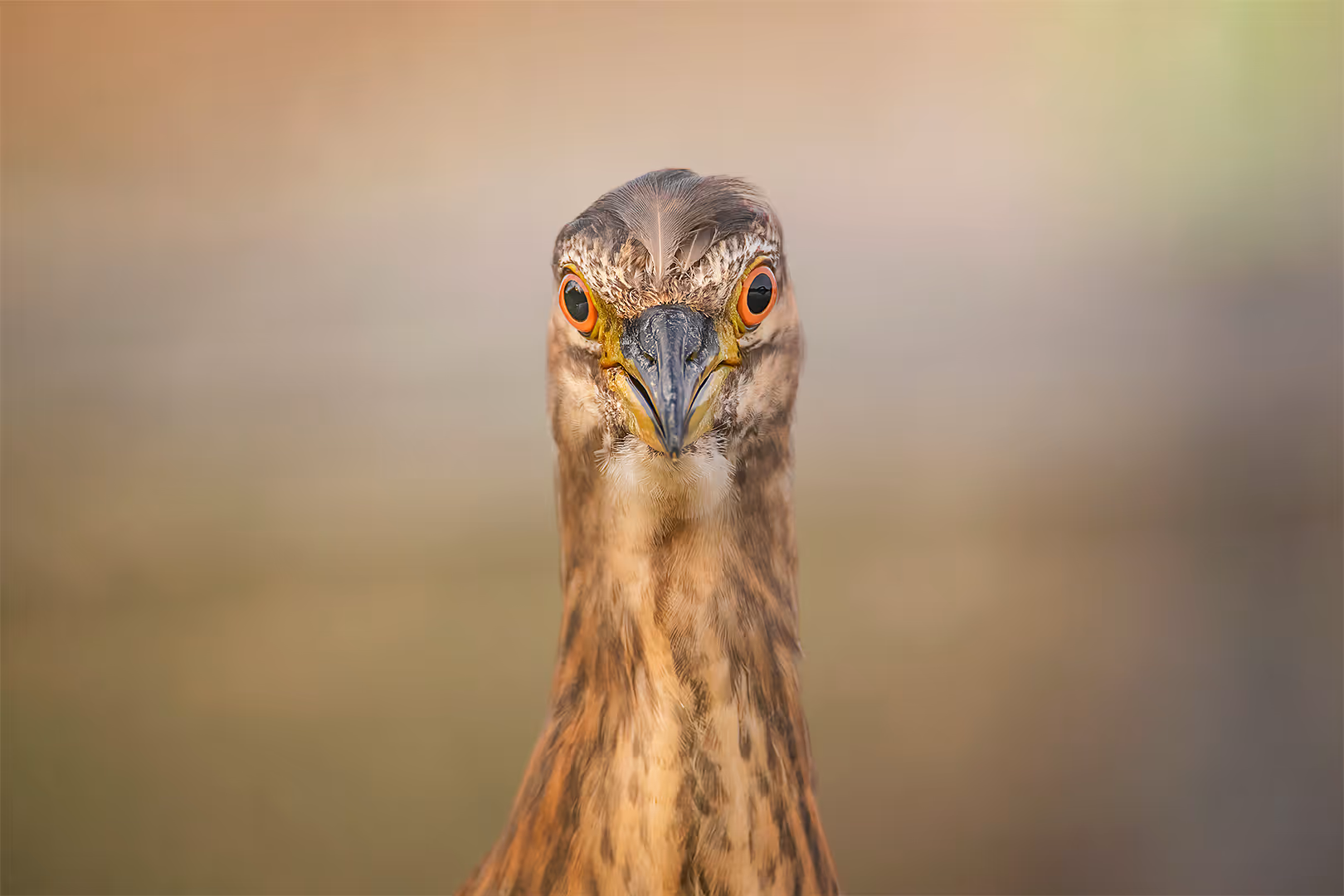 אנפת לילה צעירה במים בתקריב