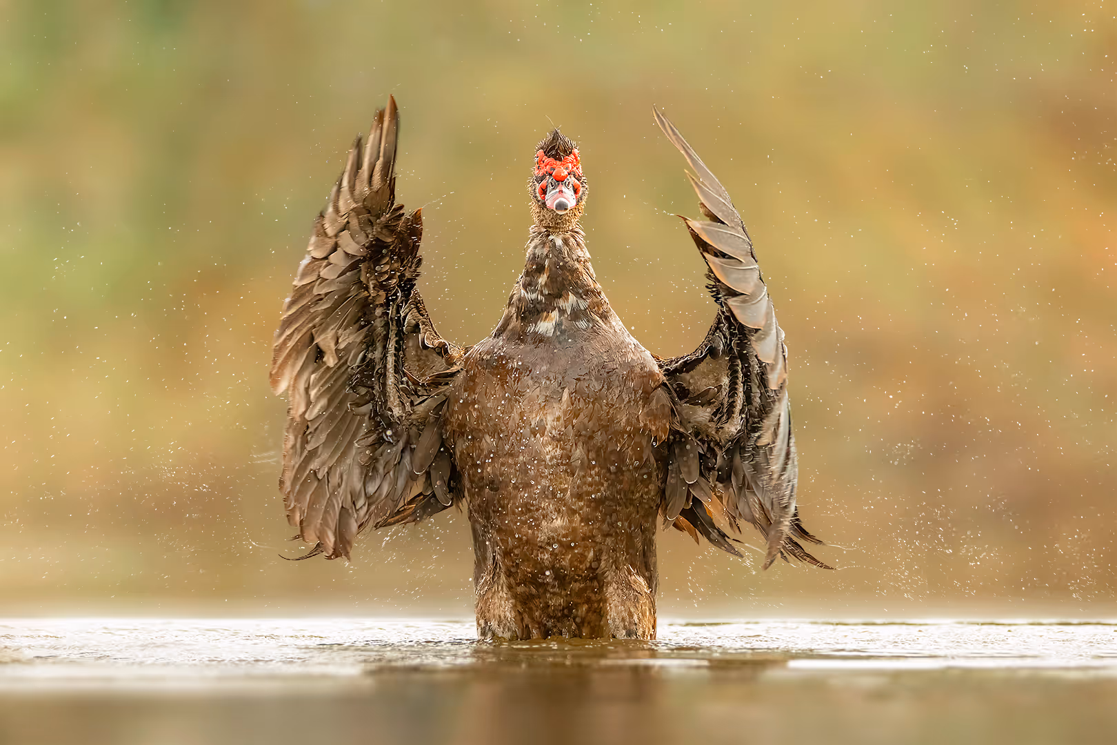 ברווז מוסקובי מנצח על תזמורת במים