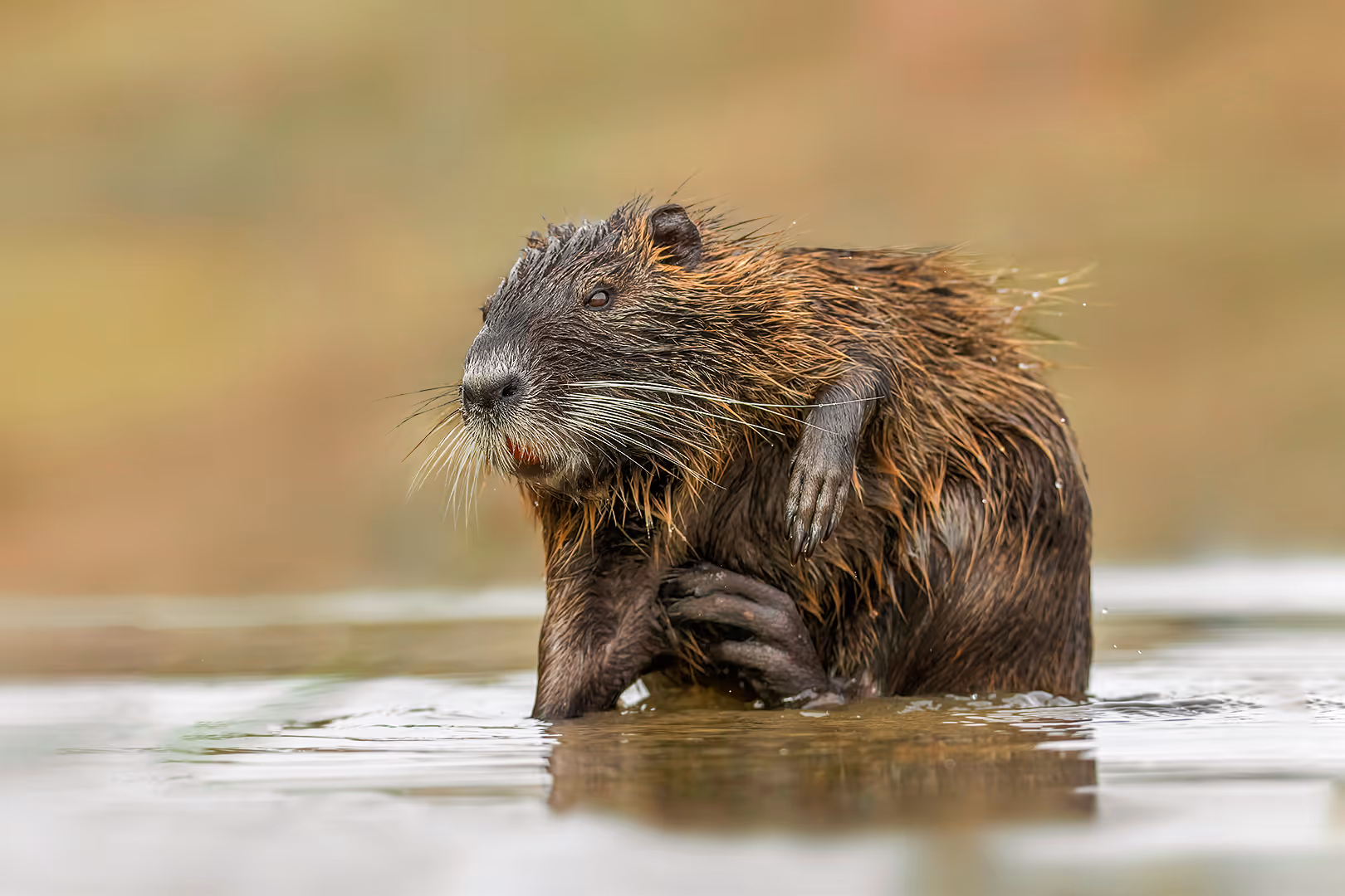 נוטרייה מתגרדת באגם