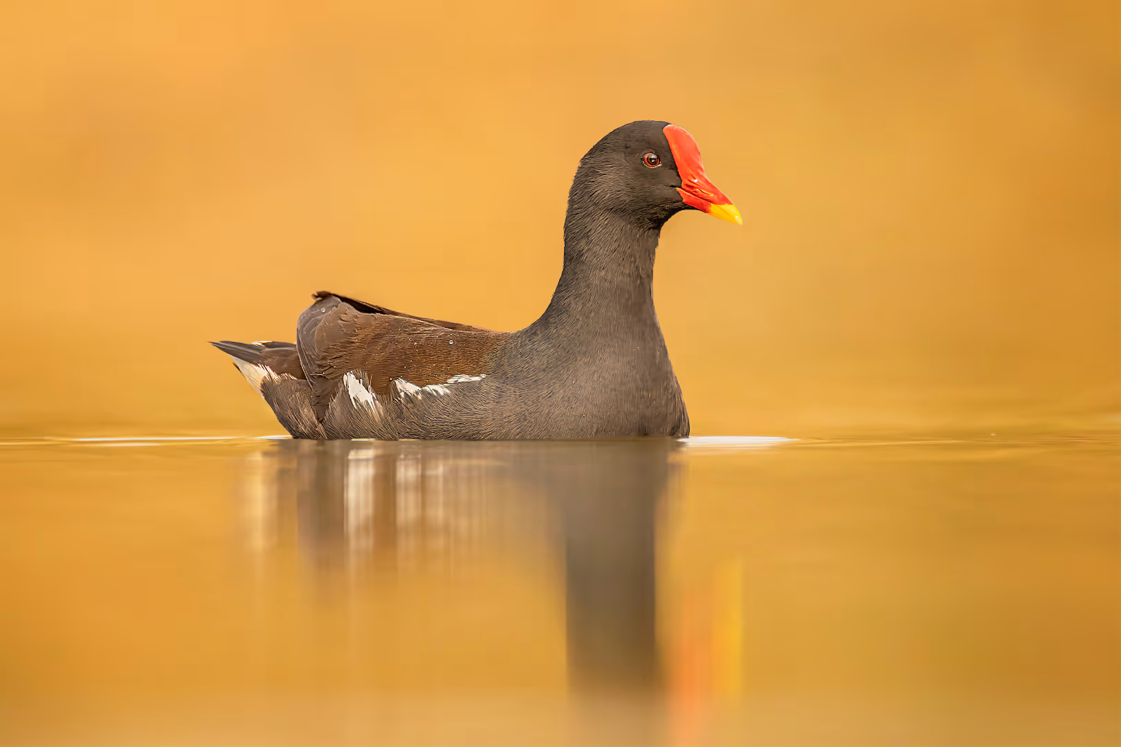 סופית מצויה באגם מוזהב