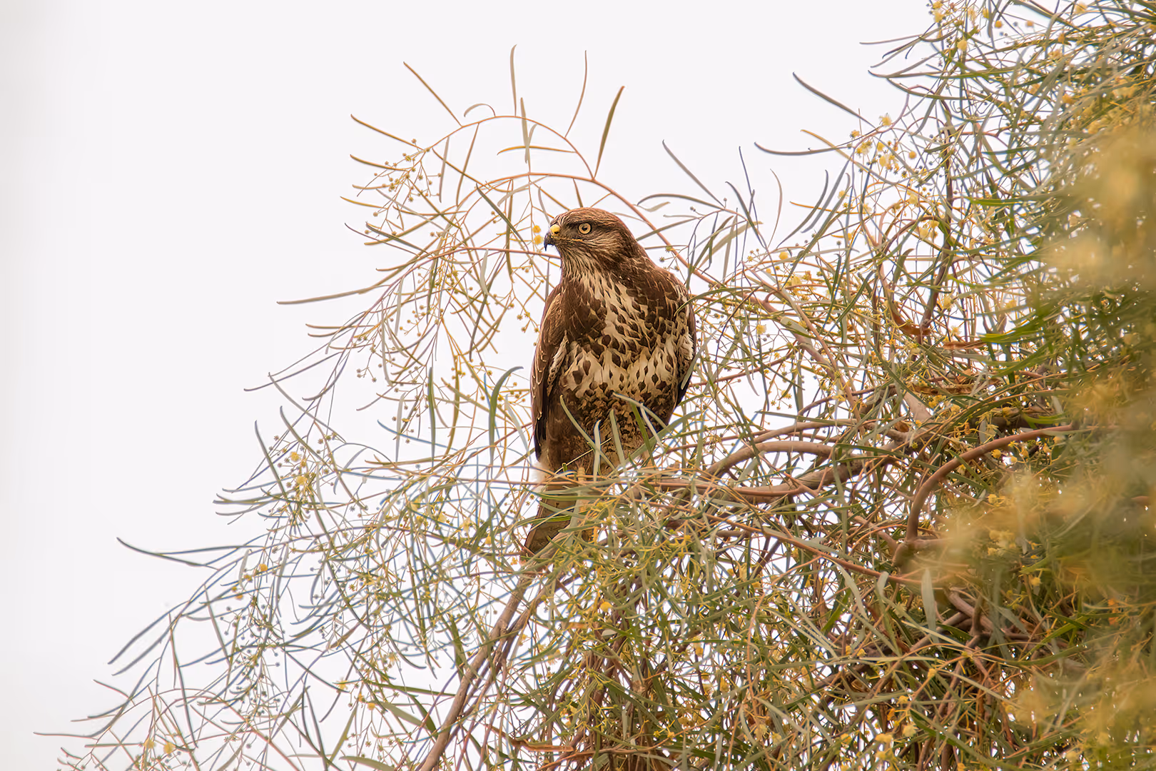 עקב חורף על עץ שיטה