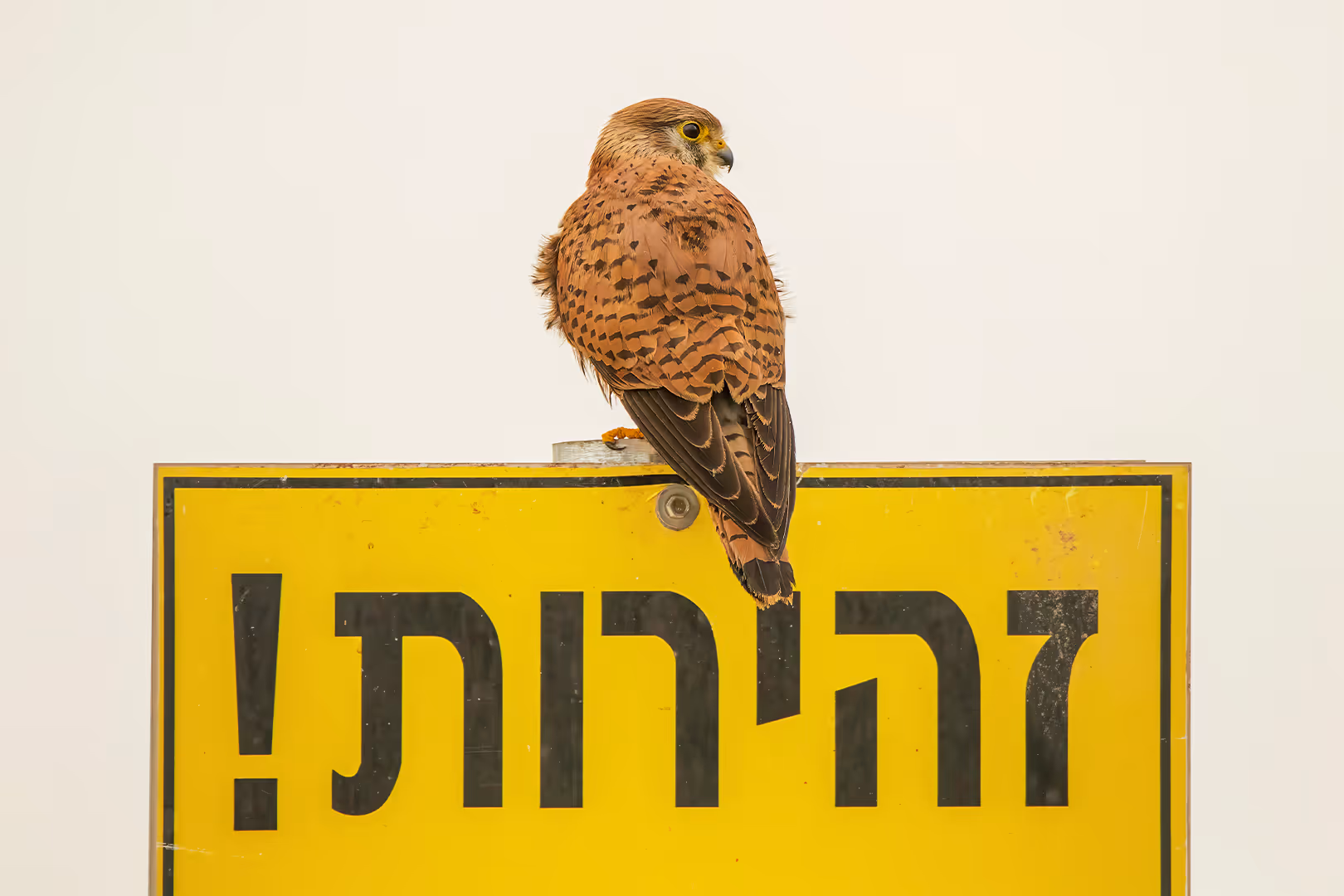 בז מצוי על שלט למכרסמים