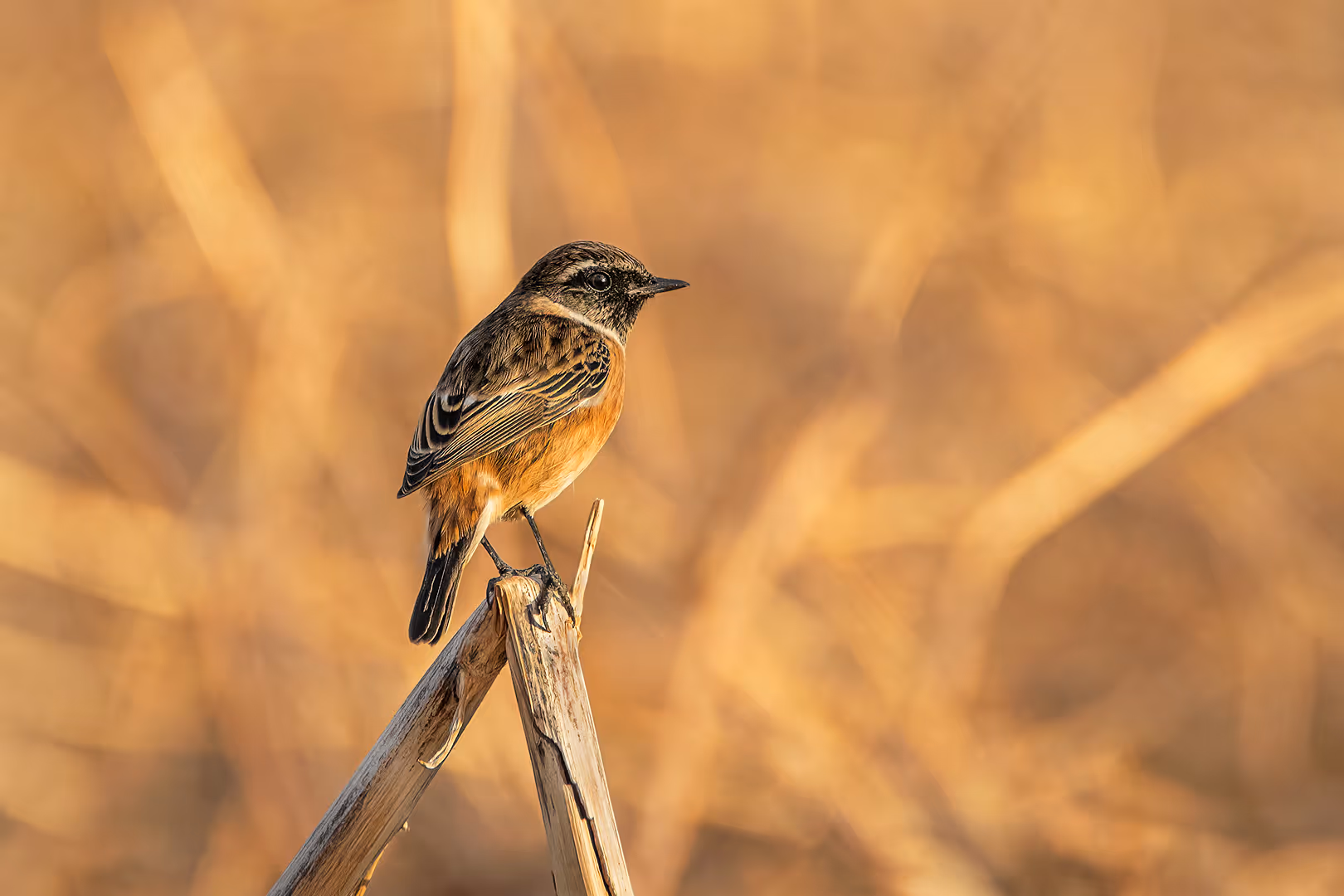 דוחל שחור גרון על ענף