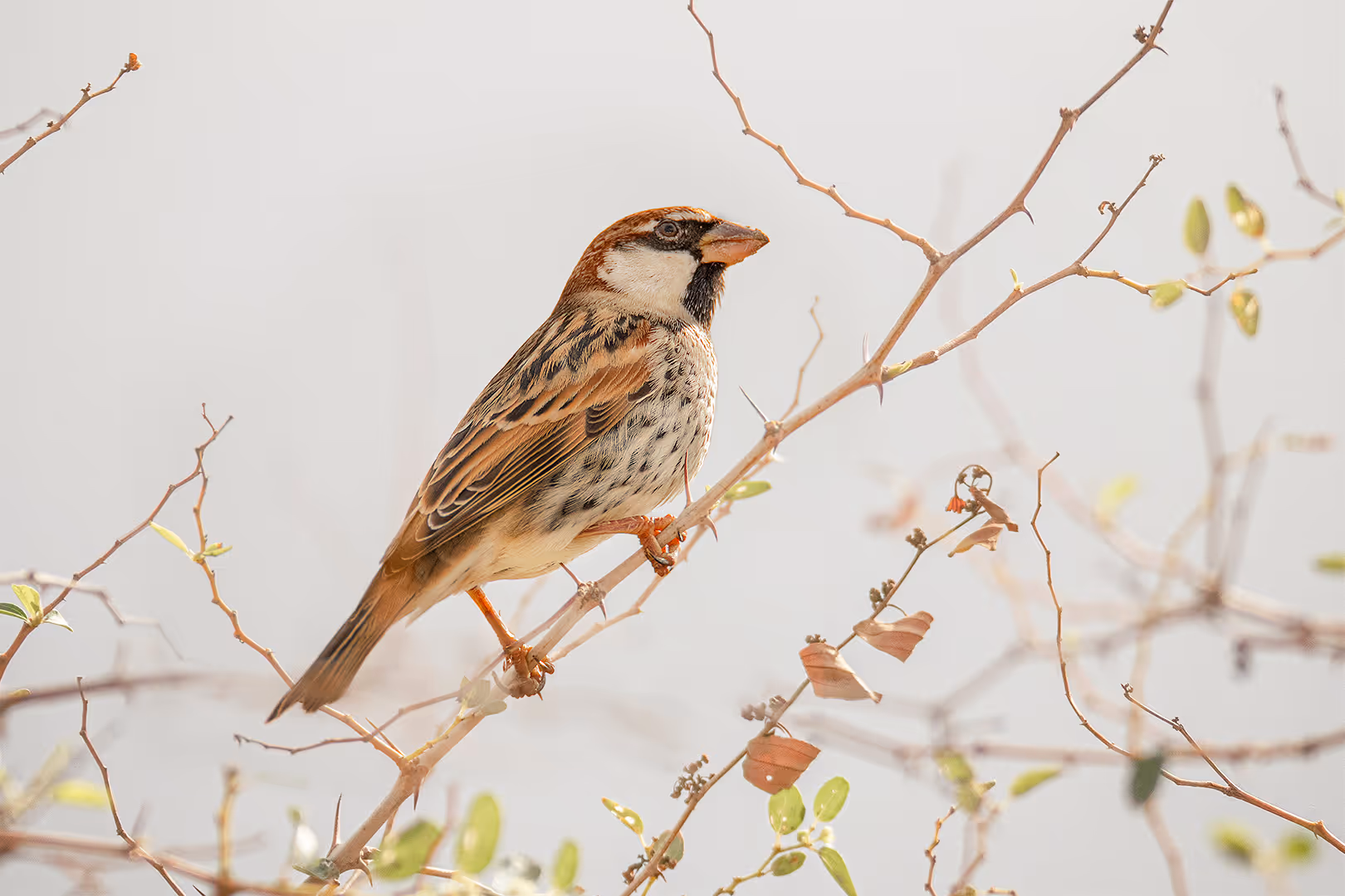 דרור ספרדי על ענף