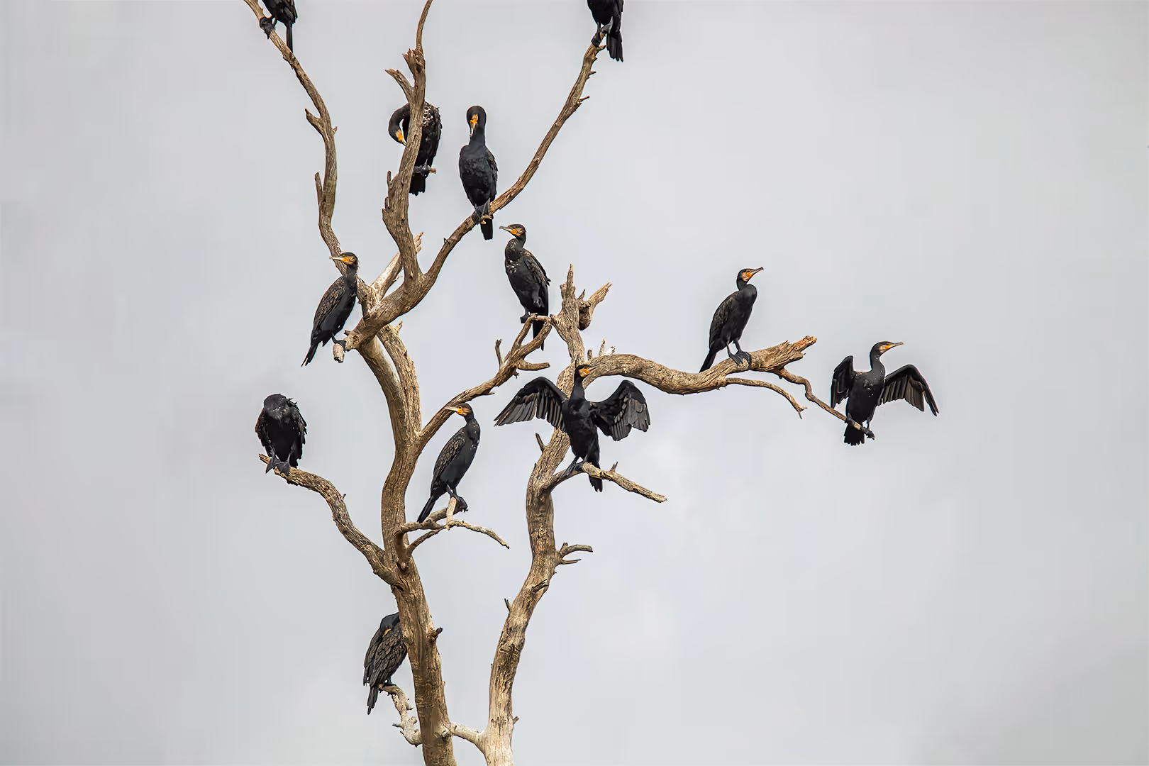 קורמורנים גדולים על עץ