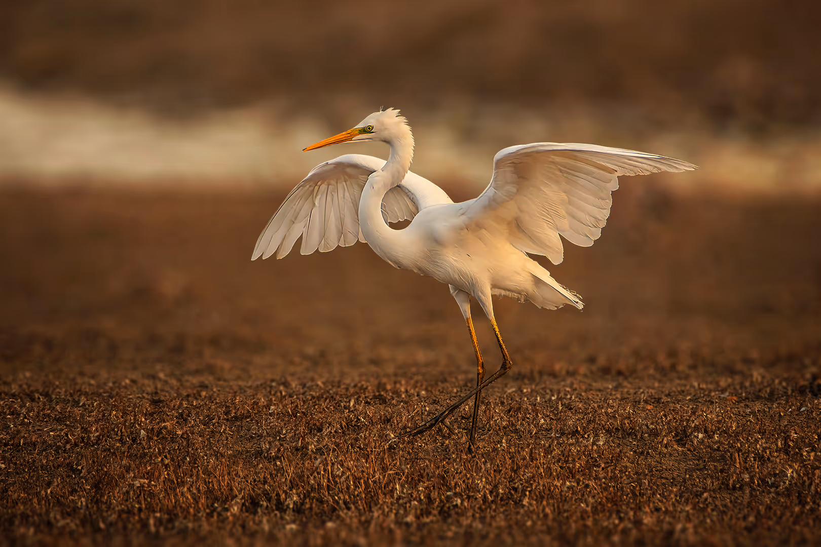 לבנית גדולה בשדה