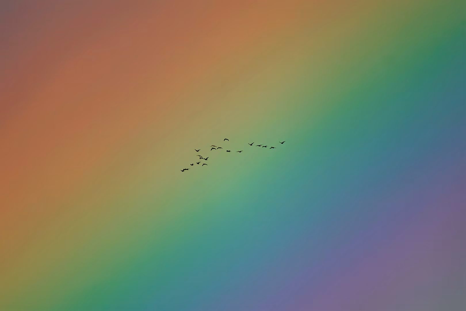 קורמורנים גדולים על רקע קשת