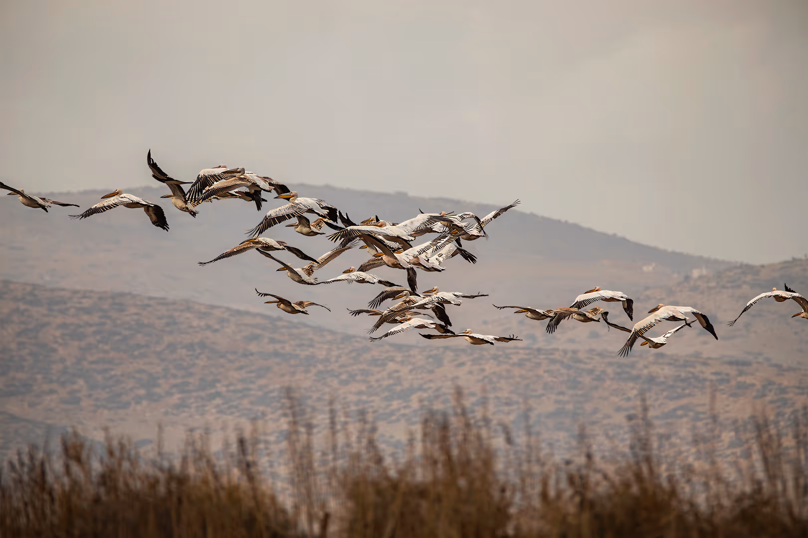 שקנאים בתעופה