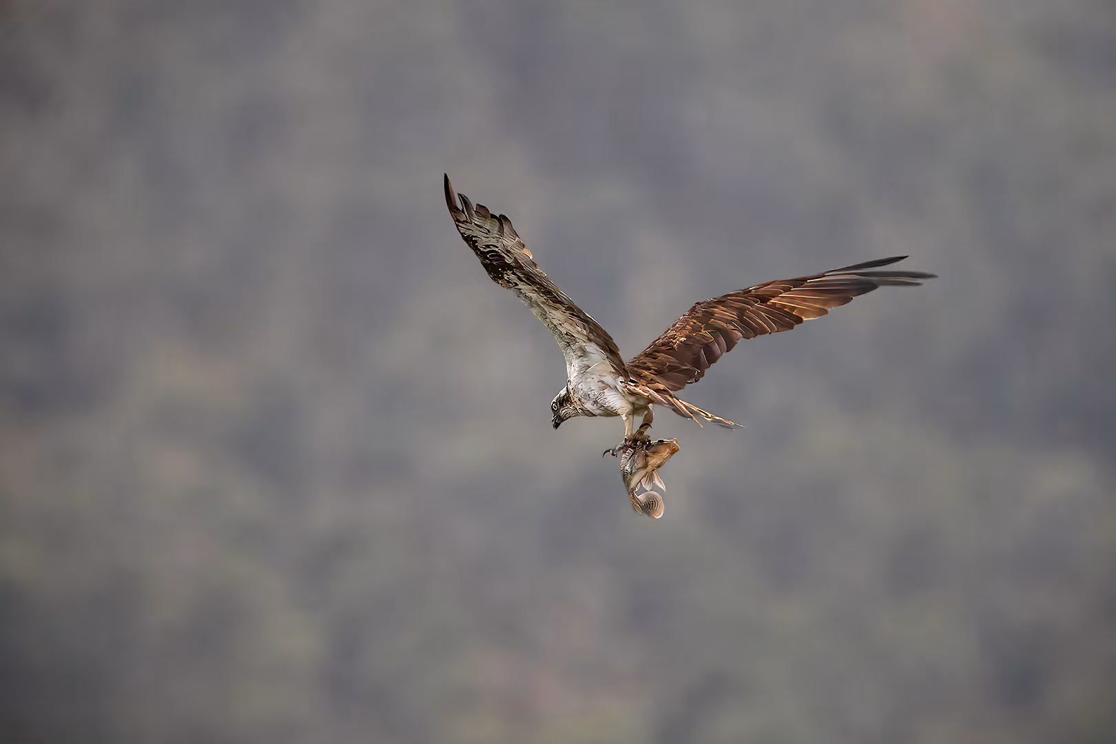 שלך בתעופה עם דג