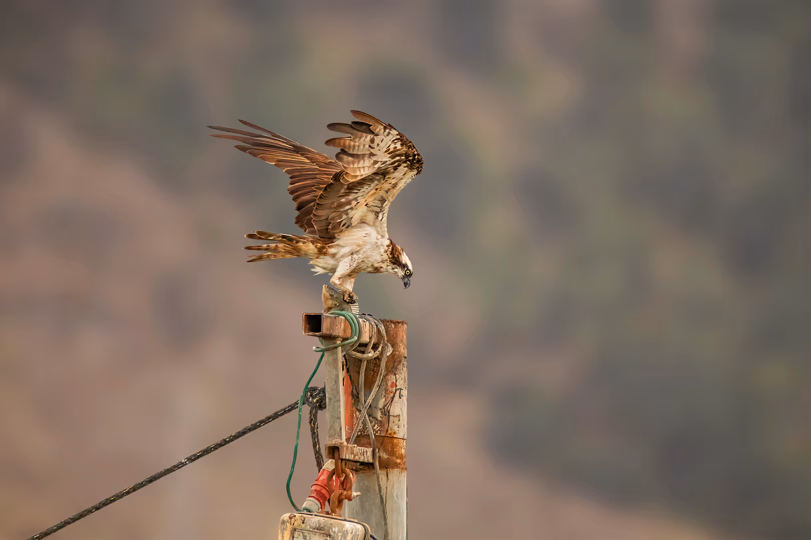 שלך על עמוד עם דג
