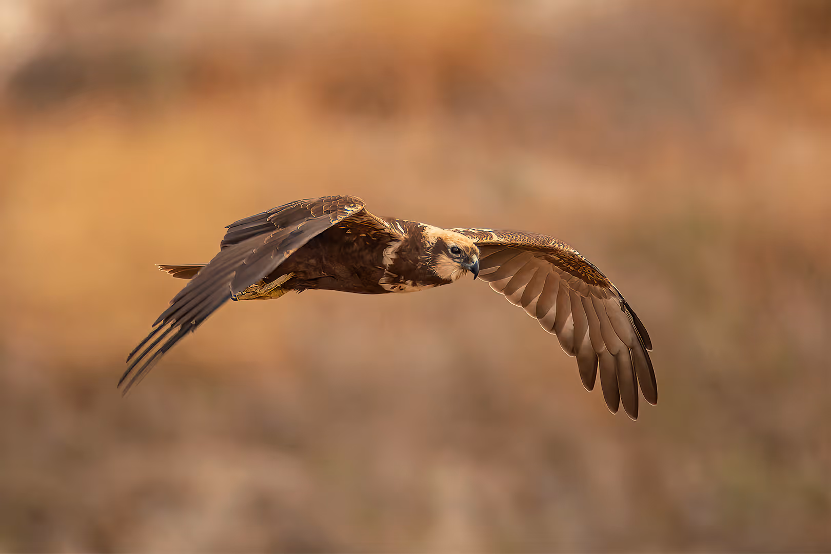זרון סוף בתעופה
