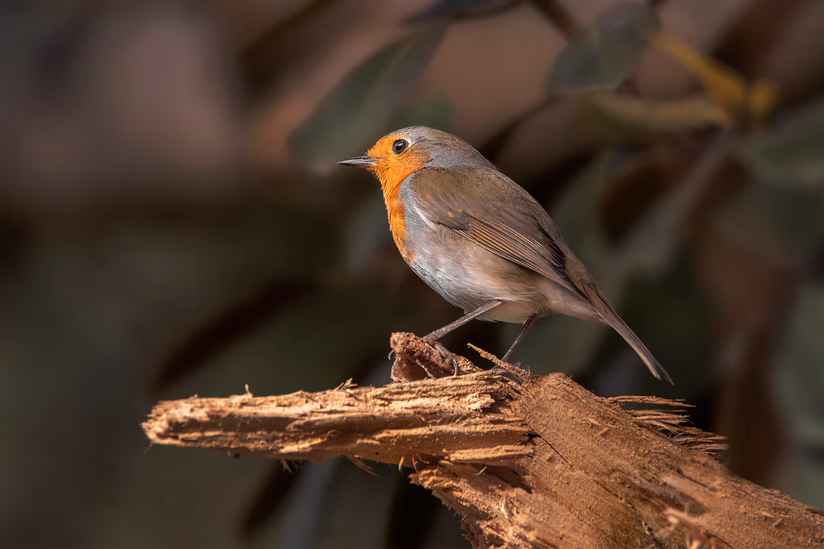 אדום חזה על עץ שבור