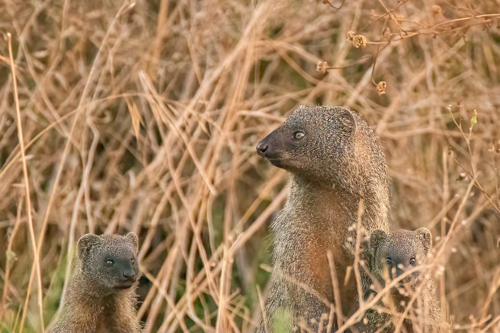 משפחה של נמייות מצויות
