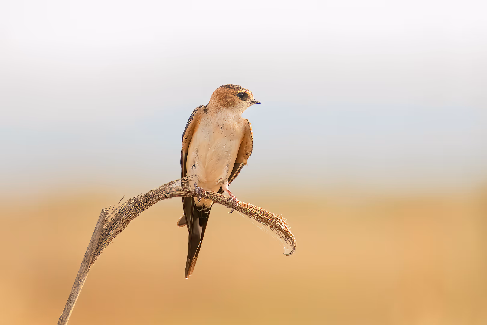 סנונית מערות על קנה