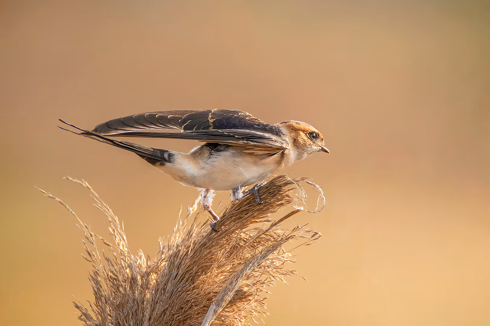 סנונית מערות לקראת המראה על קנה