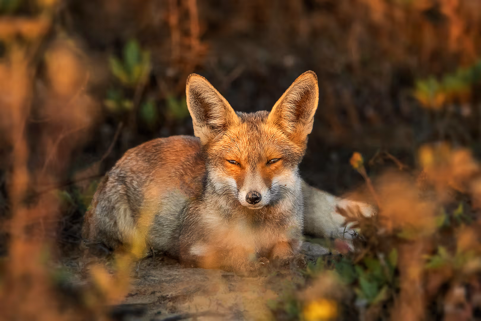 שועל מצוי נח בין הצמחים