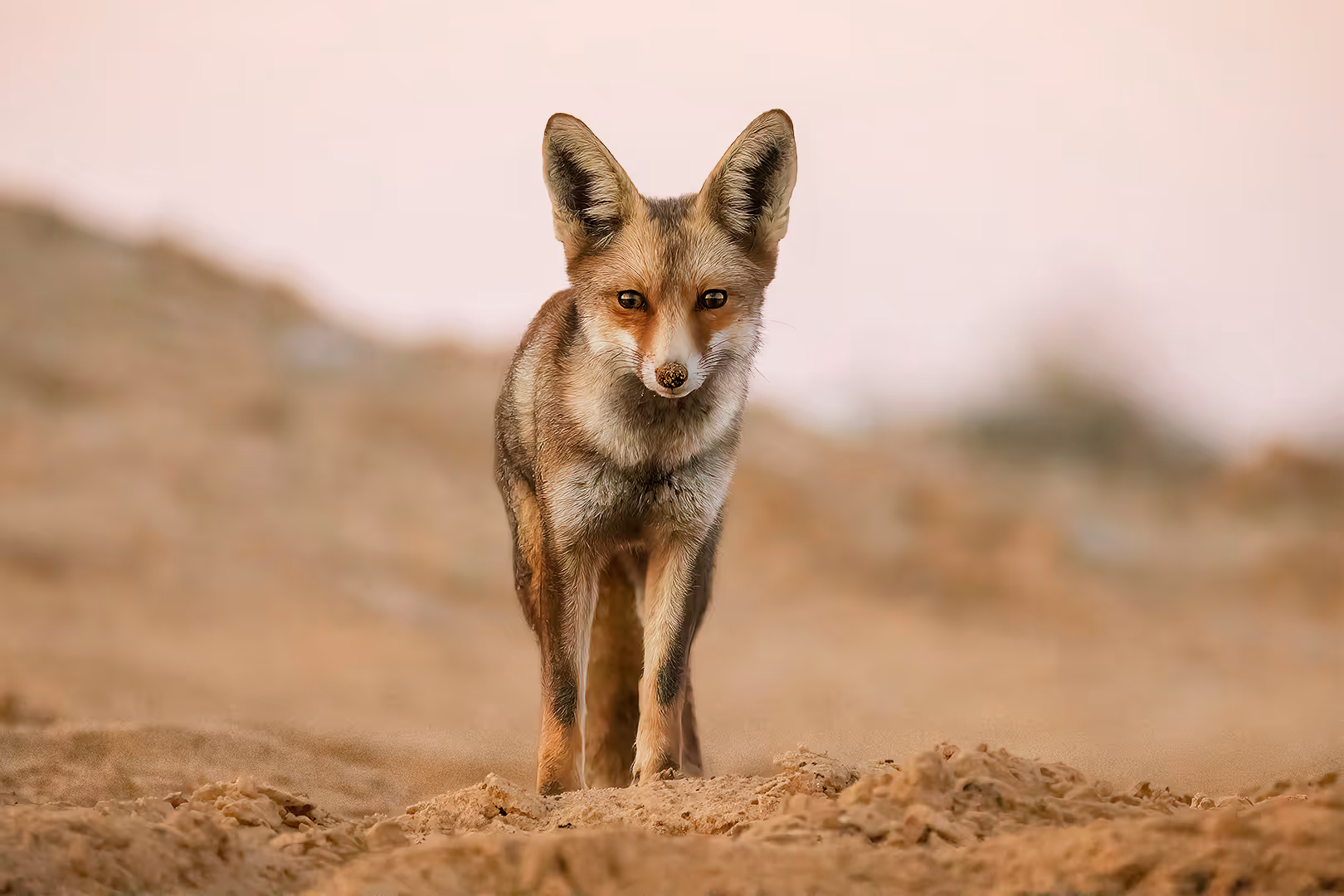 שועל מצוי עומד ומביט למצלמה