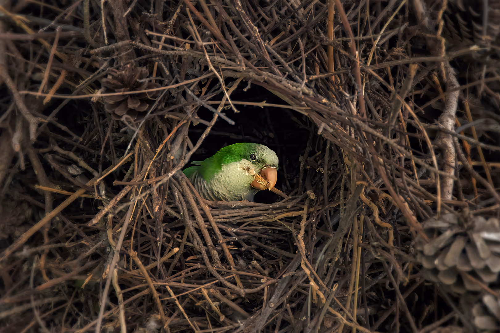 תוכי נזירי בונה קן