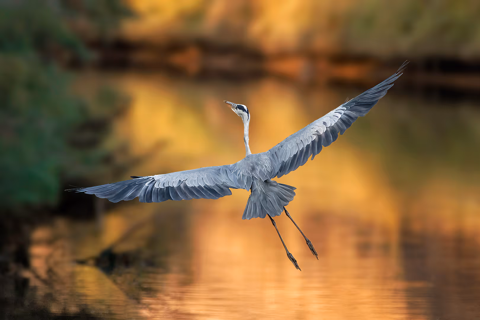 אנפה אפורה ממריאה מעל הנחל