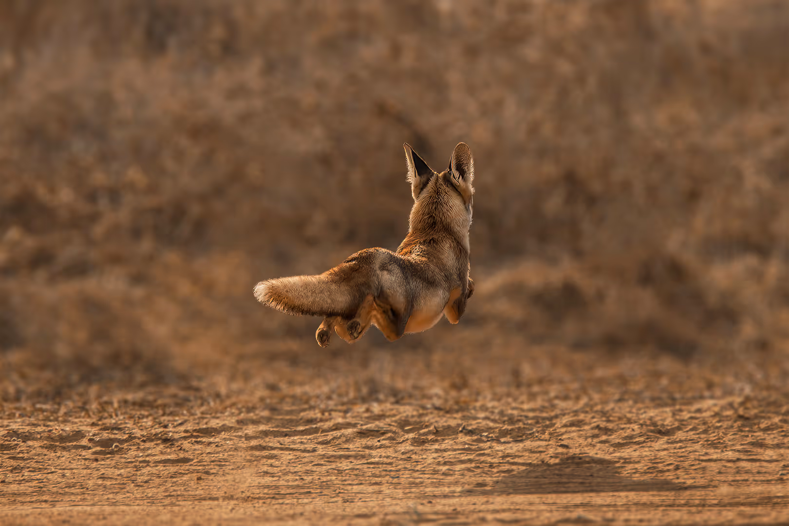 שועל מצוי במנוסה