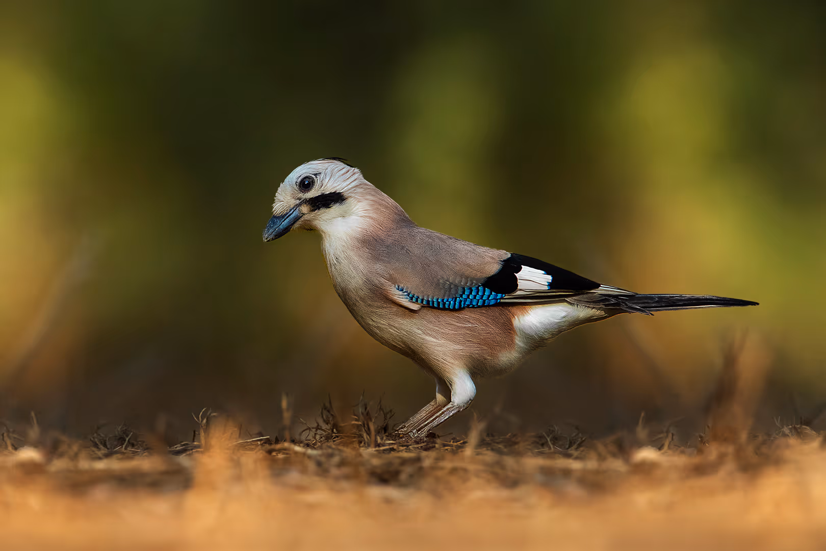 עורבני שחור כיפה על הקרקע
