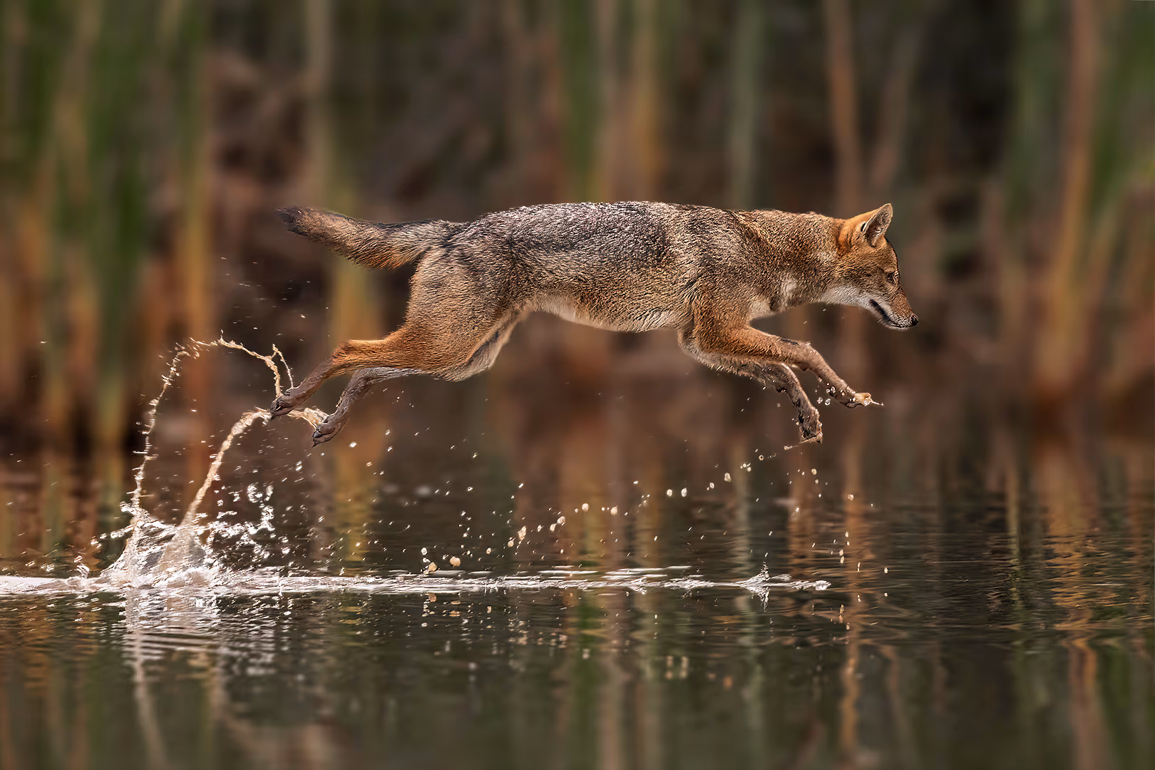 תן זהוב מזנק מעל המים