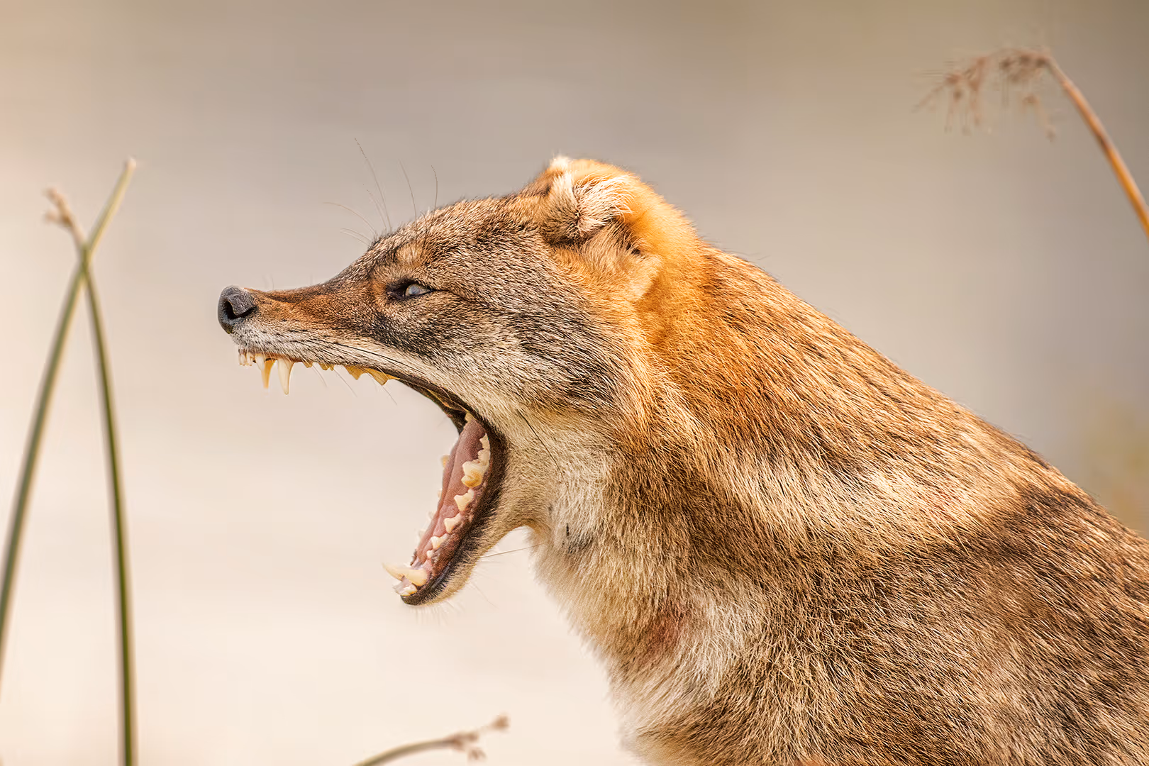 תן זהוב חושף שיניים